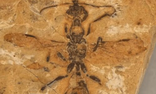 برازیل: ڈائنوسار کیساتھ رہنے والی 113 ملین سال پرانی ’جہنمی چینوٹی‘ کا ڈھانچہ دریافت