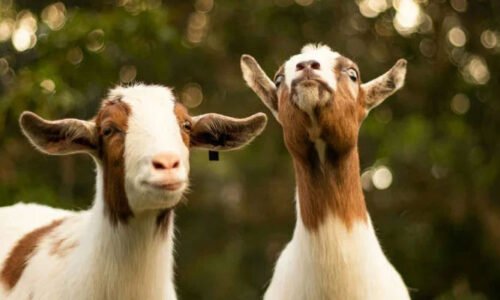 پراسرار بکریاں جو ویران جزیرے پر بنا پانی 200 سال تک زندہ رہیں، سائنس بھی حیران