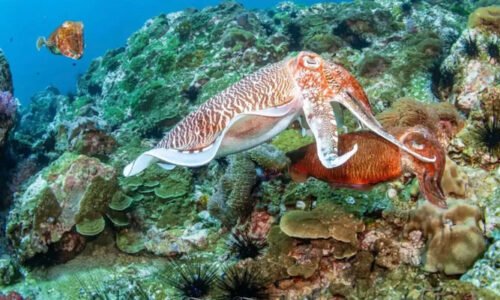 سمندری جانور چلتے پھرتے ایک دوسرے سے ’ہیلو ہائے‘ کیسے کرتے ہیں؟