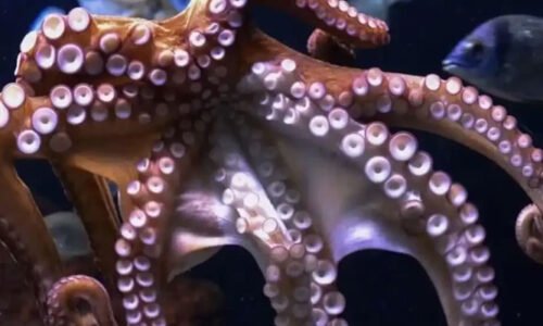 تین دل اور نیلا خون، قدرت کی حیرت انگیز سمندری مخلوق سے متعلق دلچسپ حقائق