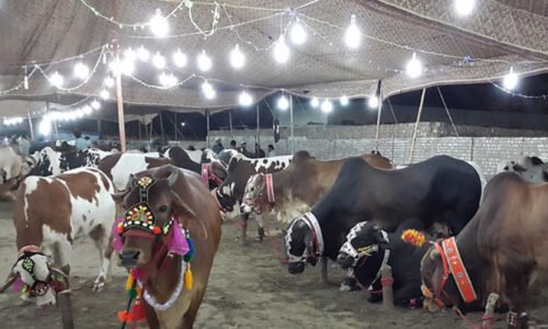 عید الاضحیٰ ، اسلام آباد میں 6 مویشی منڈیاں قائم کرنے کی منظوری