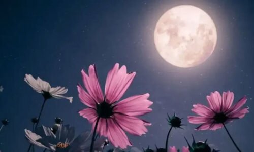 اپنی مکمل آب و تاب سے آسمان پر چمکتا ہوا ’پھولوں کا چاند‘ کب دیکھ سکیں گے؟