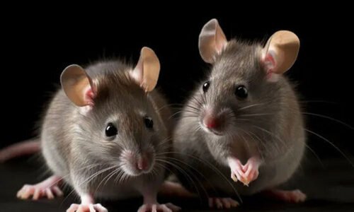 سائنس کی عجیب کامیابی، دو ’نر‘ چوہوں کے ڈی این اے سے بچے پیدا کرنے لائق چوہیا بنا لی
