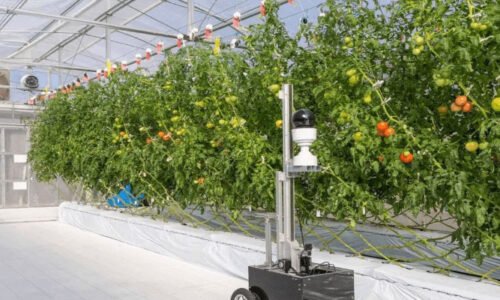 کیا ٹوکیو کی اسمارٹ ٹیکنالوجی فارمنگ دنیا کے غذائی بحران کا حل بن سکتی ہے؟