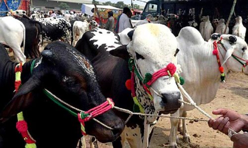 عید کے دوسرے دن بھی قربانیوں کا سلسلہ جاری، صفائی کارکن متحرک