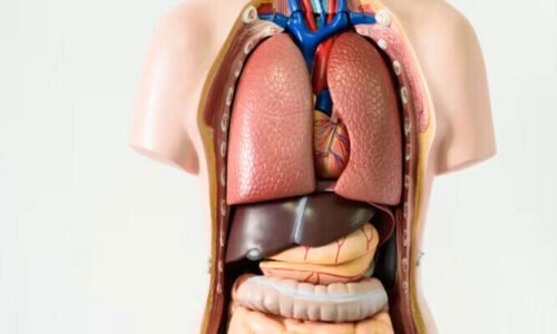 انسانی جسم کے وہ اندرونی اعضاء جن کے بغیر بھی آپ زندہ رہ سکتے ہیں