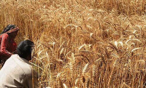 زرعی آمدن پر ٹیکس، کاشتکاروں کی گندم کی کاشت روکنے کی دھمکی