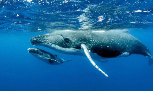 بلیو وہیل کی پراسرار خاموشی پر سائنسدانوں نے خطرے کی گھنٹی بجا دی