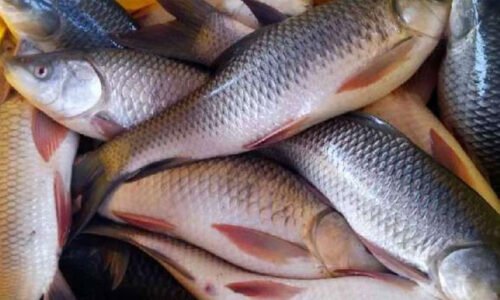 پاکستان کو امریکا میں مچھلی برآمد کرنے کی 4 سالہ اجازت مل گئی