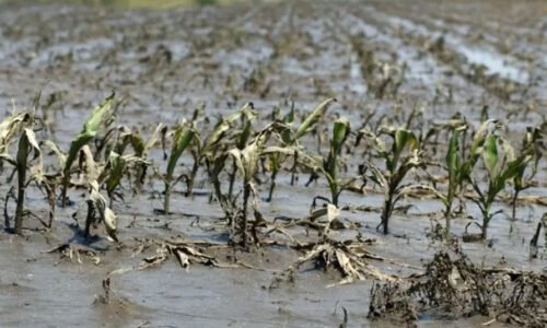 سیلاب سے لاکھوں ایکڑ فصلیں تباہ: کیا پاکستان کو غذائی بحران کا سامنا کرنا پڑ سکتا ہے؟