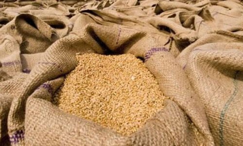شیخوپورہ: 20 ہزار سے زائد غیرقانونی گندم کے تھیلے برآمد