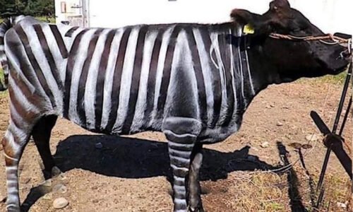 سائنس دانوں کو گائیوں پر زیبرا لکیریں بنانے پر اِگ نوبل انعام