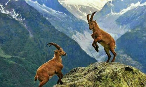 پاکستان کے قومی جانور مارخور کے شکار کا پرمٹ ریکارڈ 10 کروڑ روپے میں نیلام